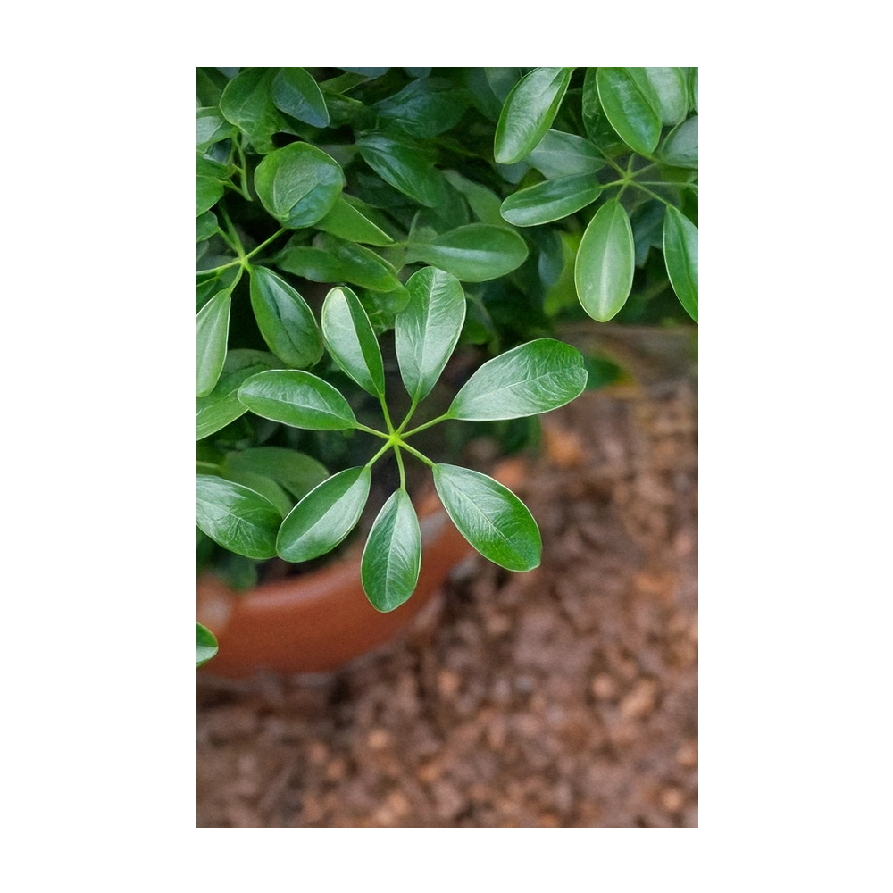 Seed - Dwarf Schefflera