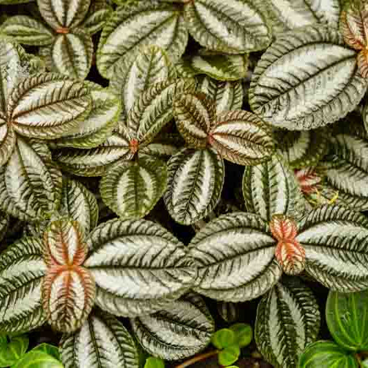 Pilea spruceana - 4"