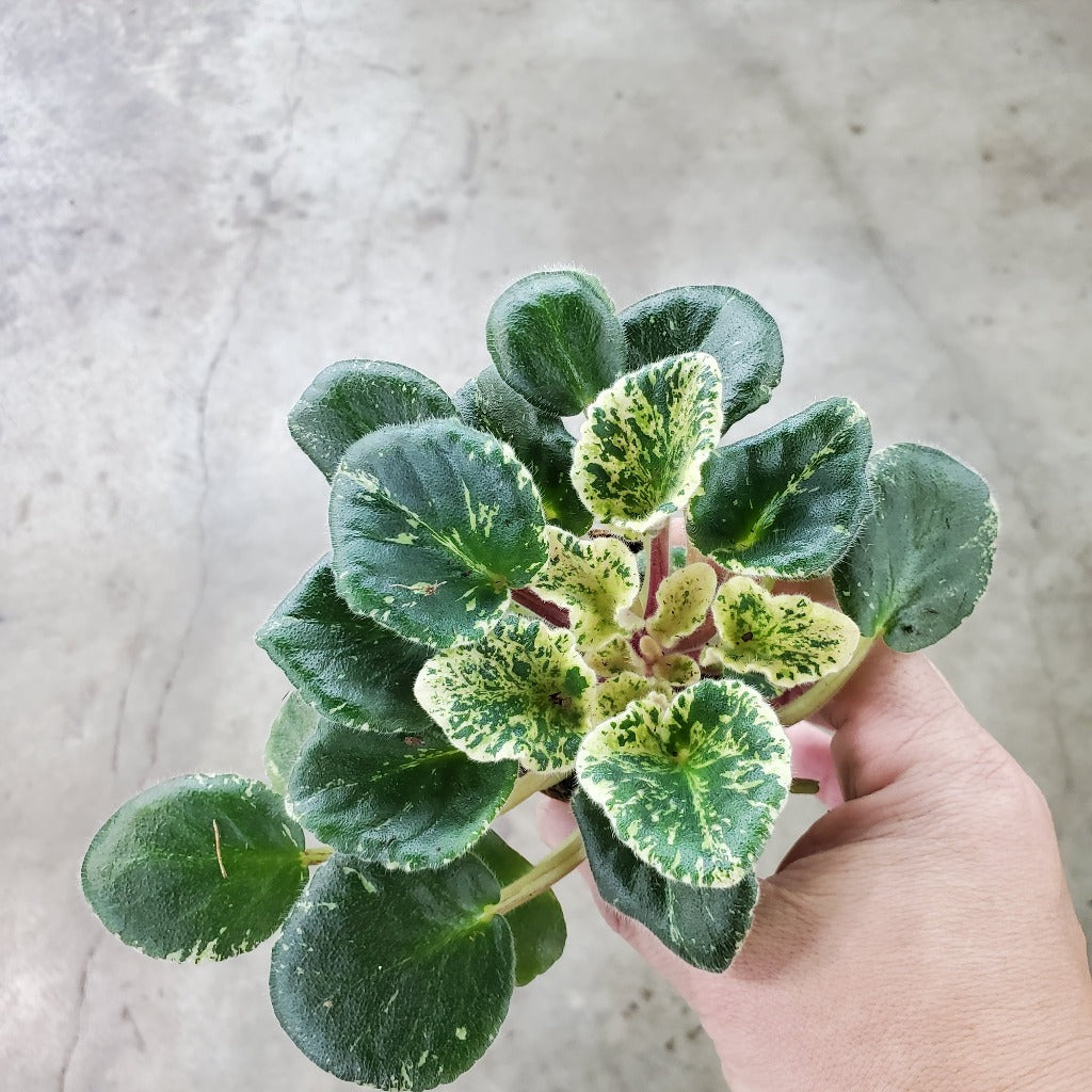 African violet variegated - 4