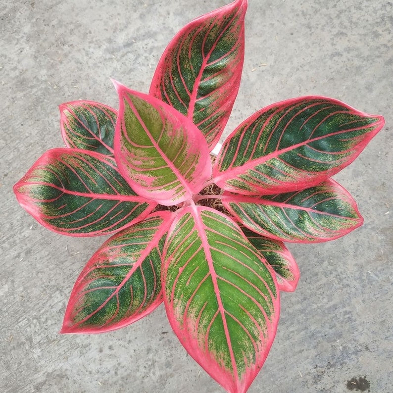 SMALL PLANTS - Aglaonema Khanza - 2"