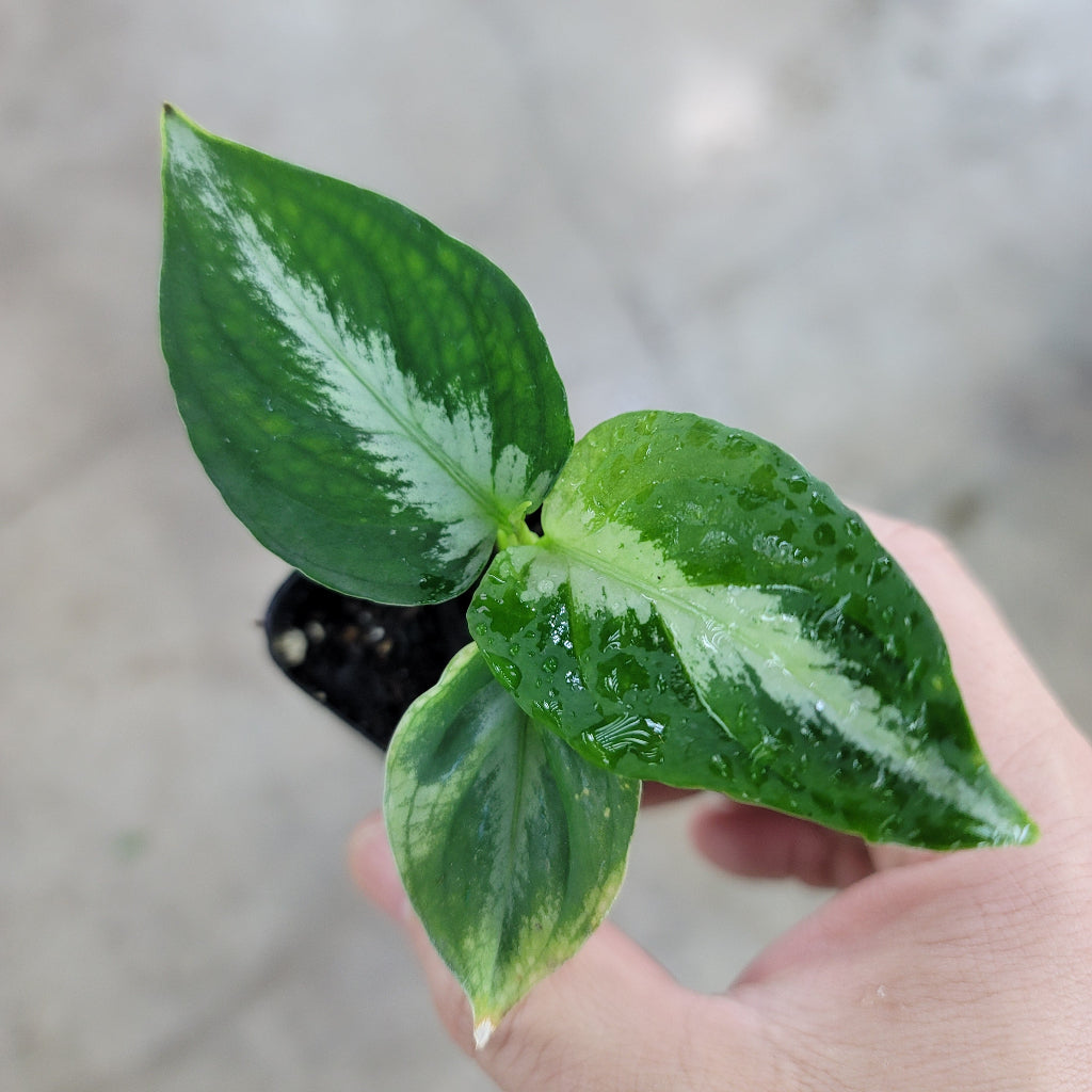 SMALL PLANTS - Aglaonema Pictum Bicolor - 2"