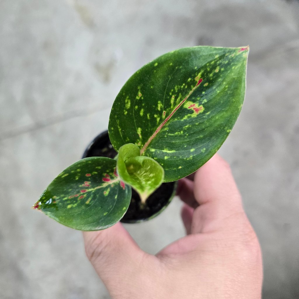 Aglaonema 'Yan Huo' - 2