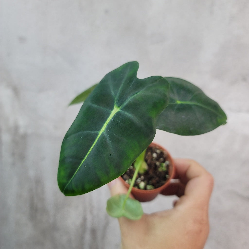 Alocasia frydek - 2