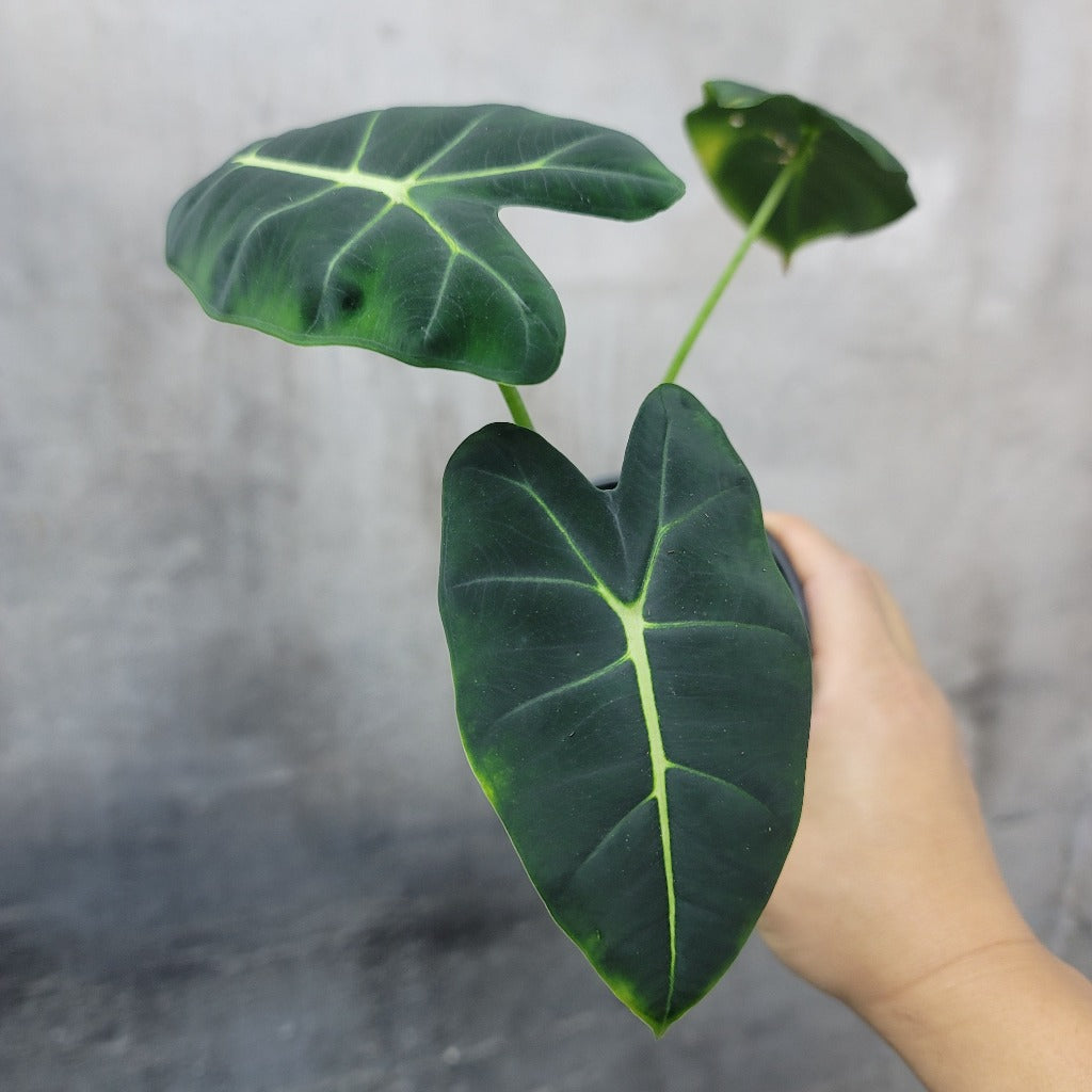 Alocasia 'Frydek' - 4