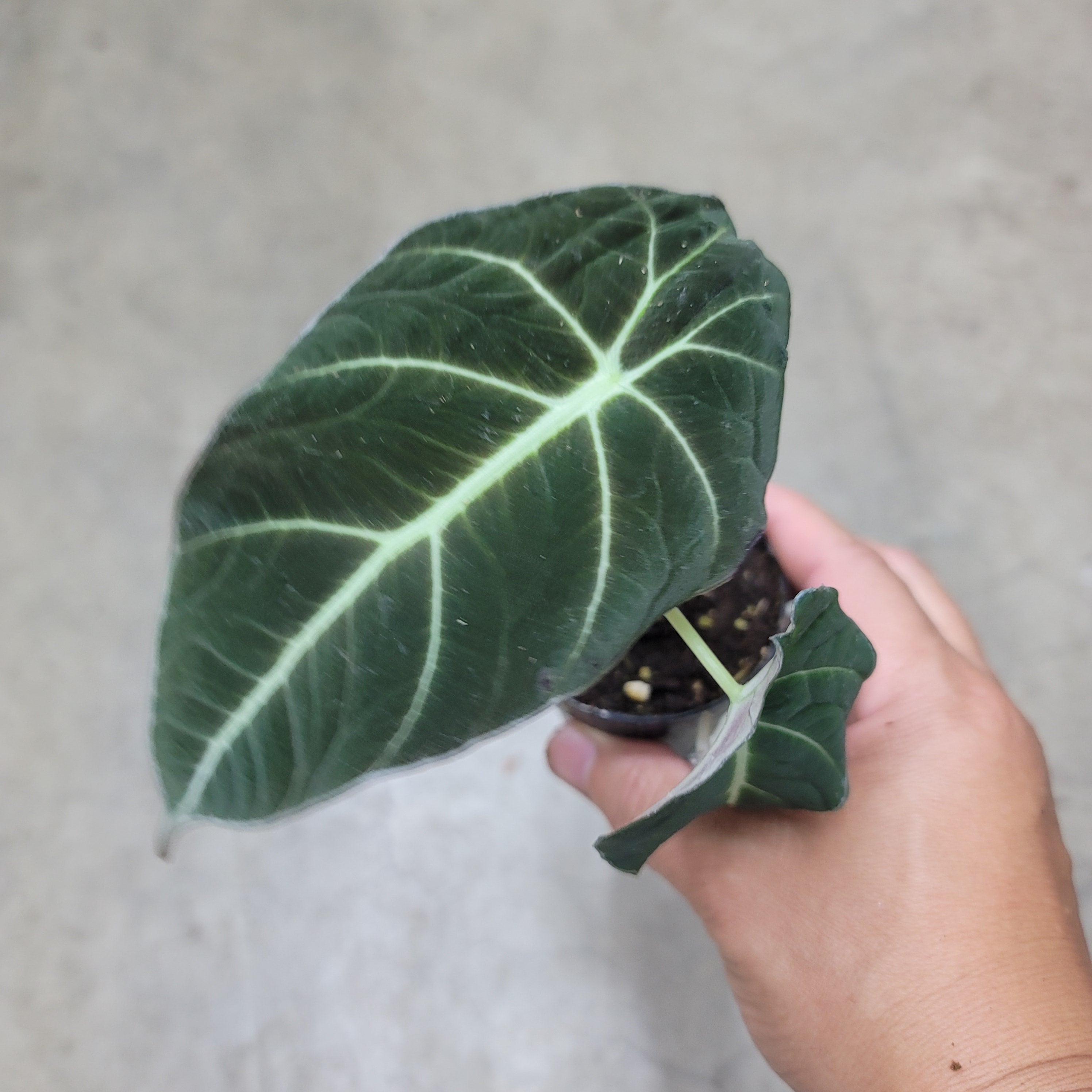 Alocasia black velvet - 2