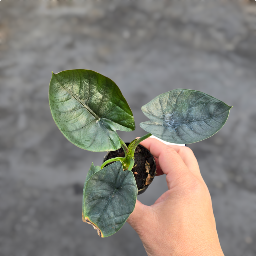 Alocasia nebula 'Elaine' - 2