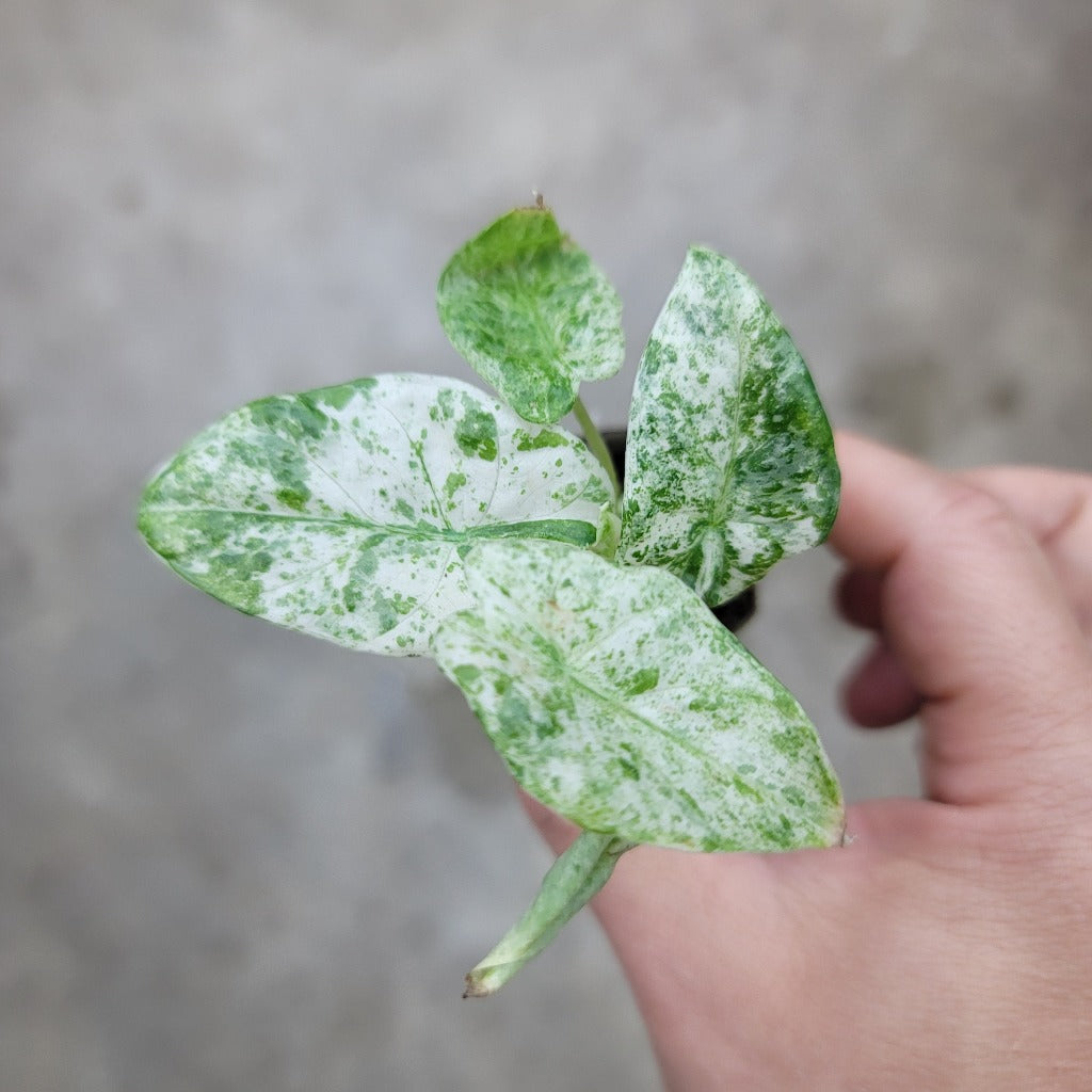 Alocasia odora 'Batik' - 4