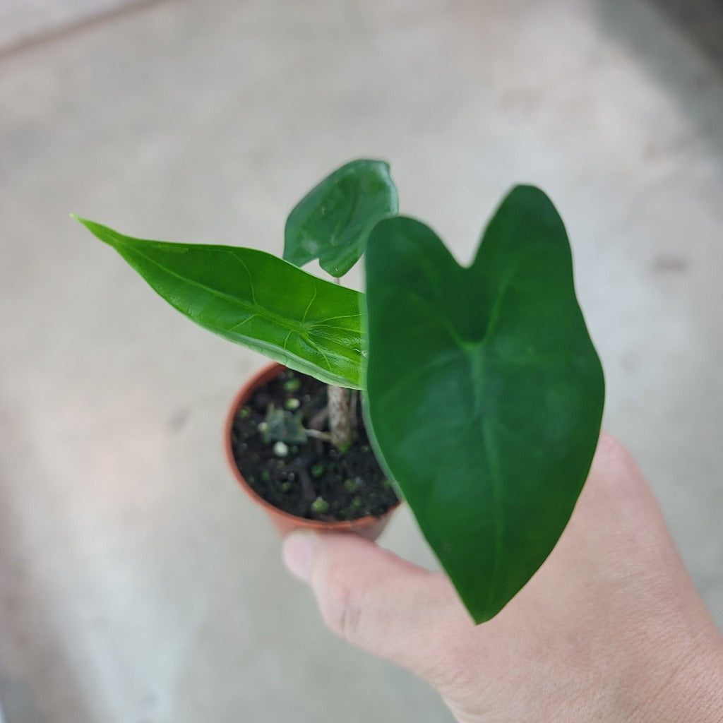 SMALL PLANTS - Alocasia Sarian - 2"