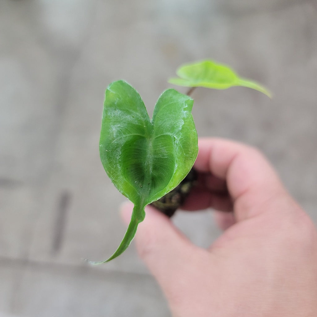 Alocasia stingray - 2