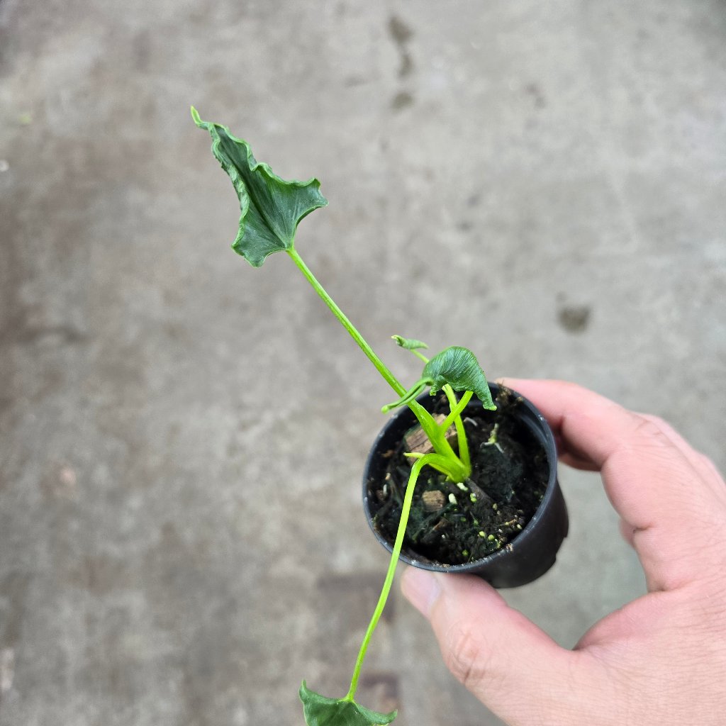 Alocasia triangularis - 2