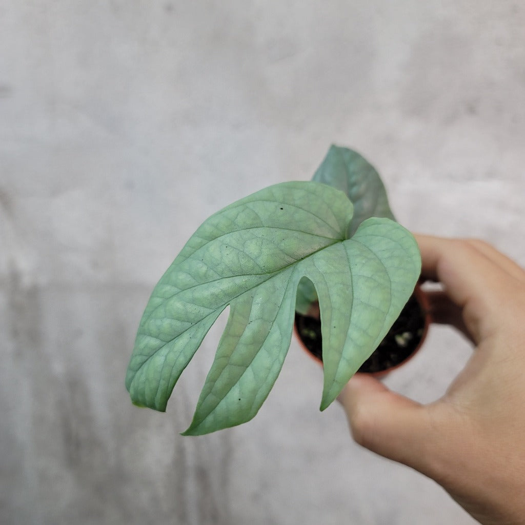 SMALL PLANTS - AMYDRIUM SILVER - 2"