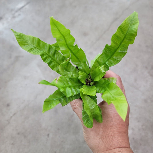 SMALL PLANTS - Asplenium Nidus 'Crispy Wave' - 2"