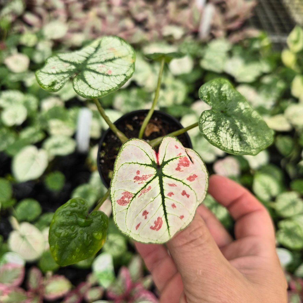 Caladium 'Bicolor Snow' - 2