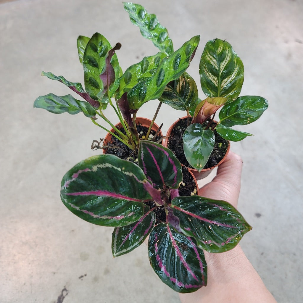 Calathea assorted - 2