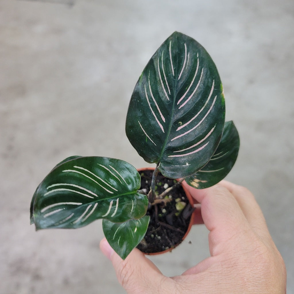 Calathea ornata - 2