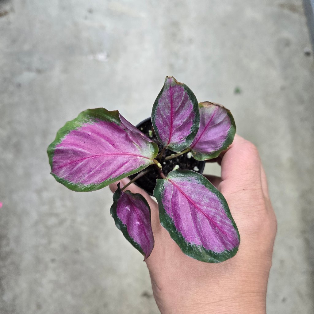 Calathea roseapicta 'Rosy' - 2