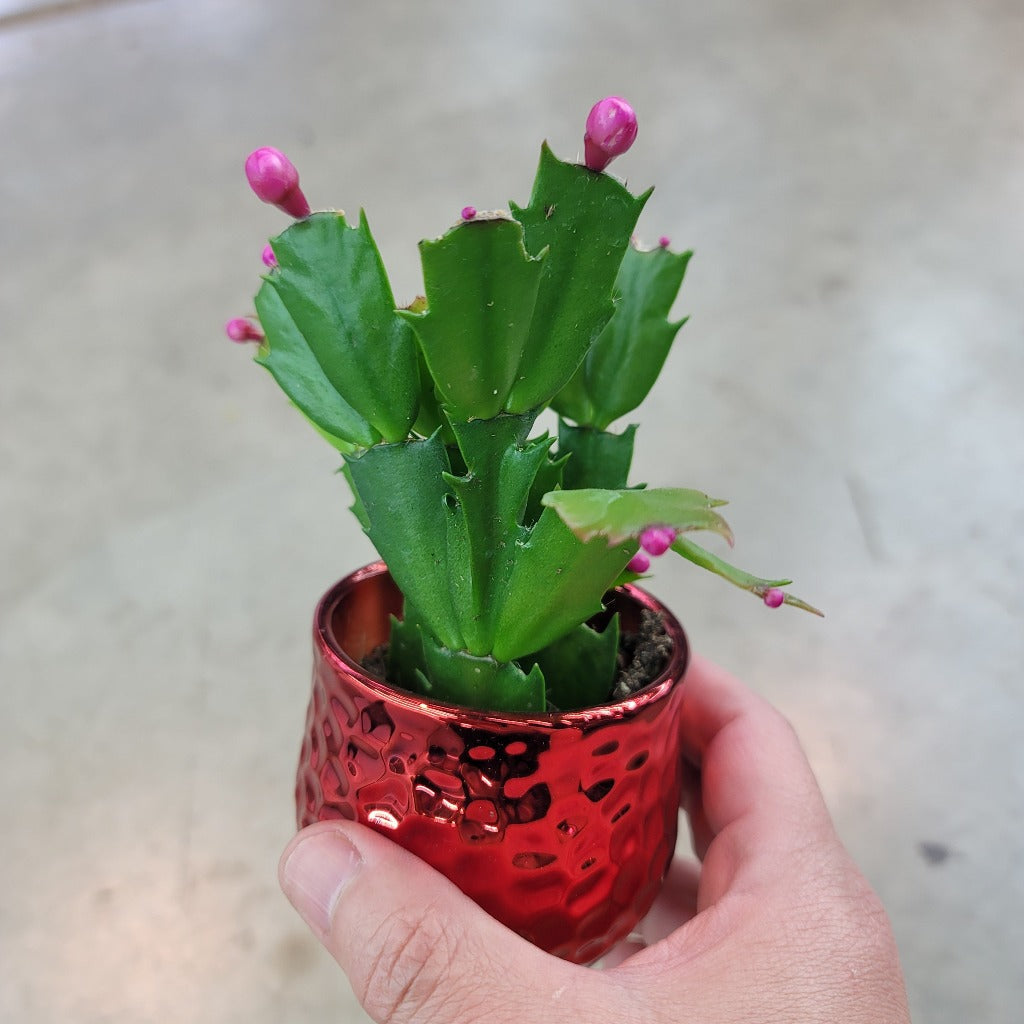 Holiday cactus - 2