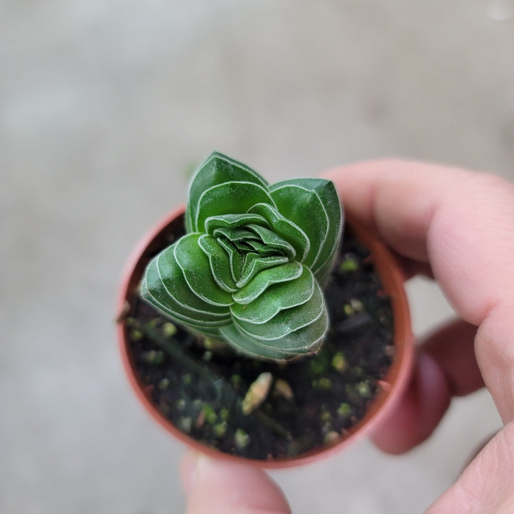 Crassula pyramidalis 'Buddha's Temple' - 2