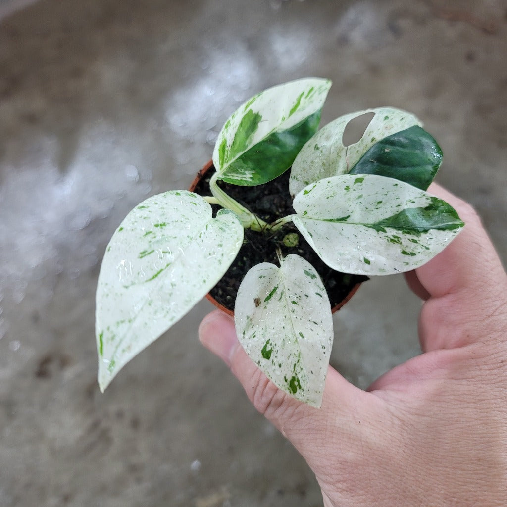 Epipremnum pinnatum 'Marble Variegated' - 2