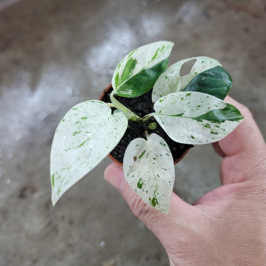 SMALL PLANTS - Epipremnum Pinnatum 'Marble Variegated' - 2"