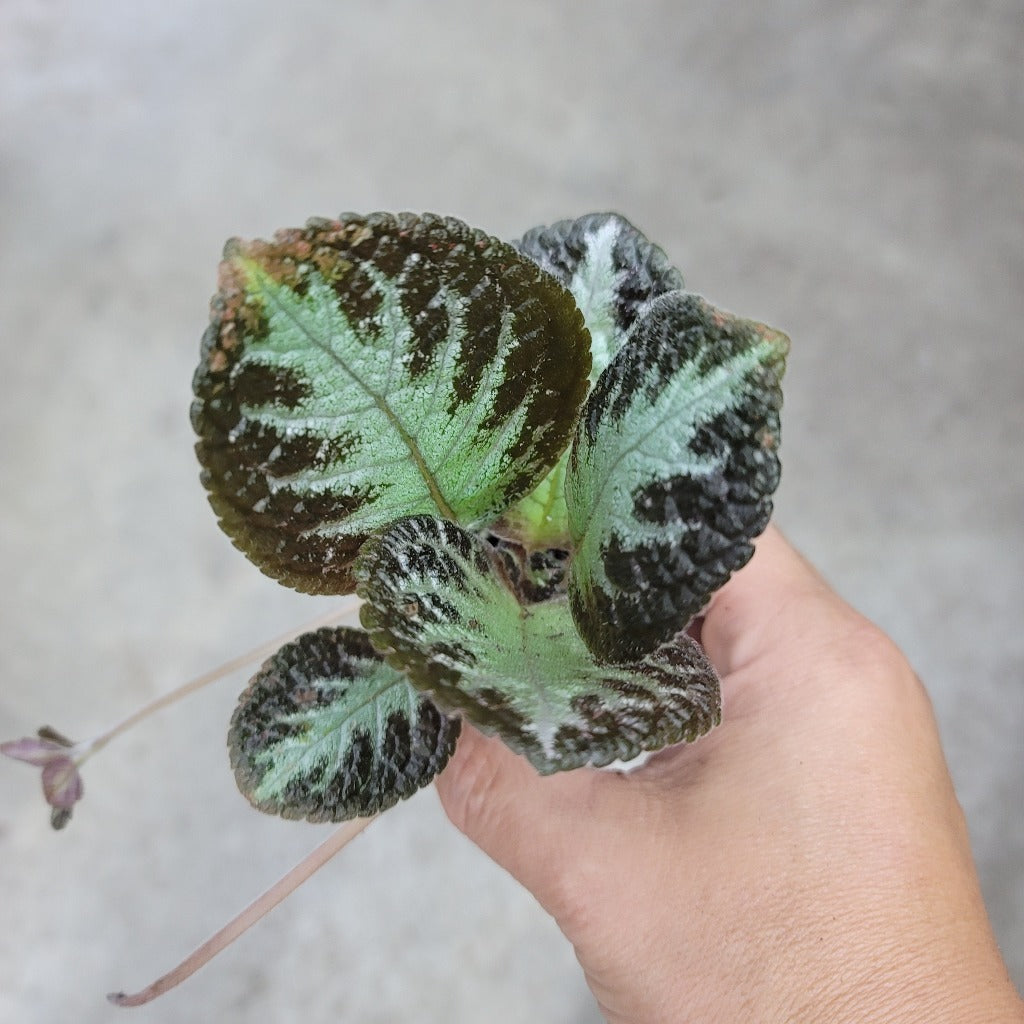 Episcia cupreata - 4