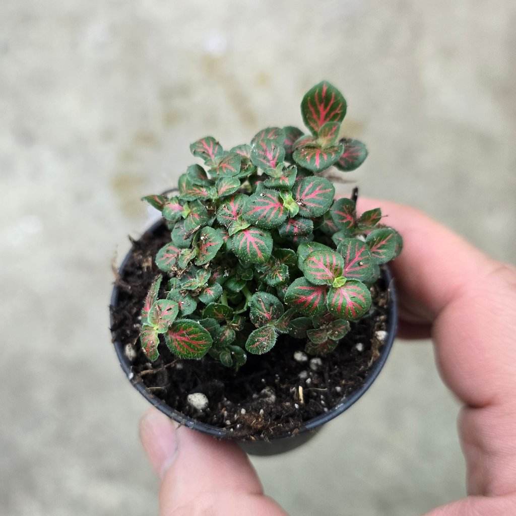 Fittonia albivenis 'Little Fire Red' - 2