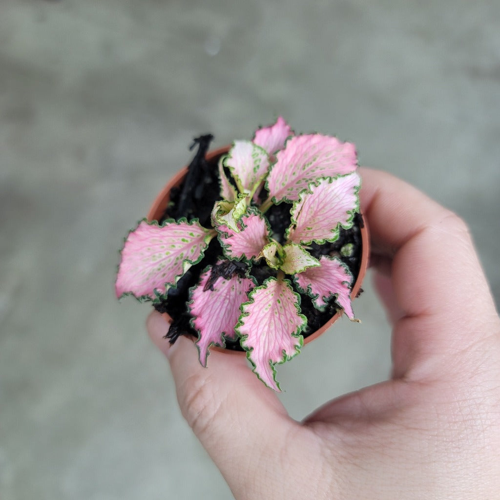 Fittonia albivenis 'Pink Forest Flame'	- 2