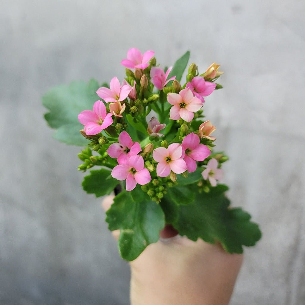 SMALL PLANTS - FLORIST KALANCHOE - 2"