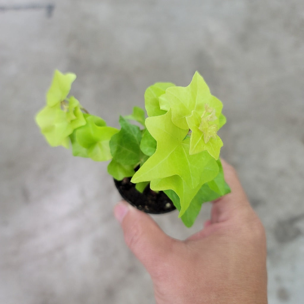 SMALL PLANTS - IVY - 2" - ASSORTED