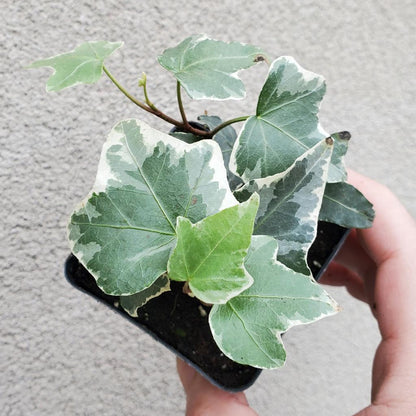 SMALL PLANTS - IVY - 2" - ASSORTED