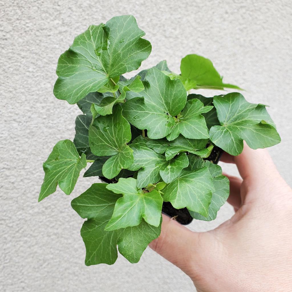 SMALL PLANTS - IVY - 2" - ASSORTED