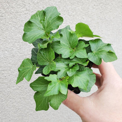 SMALL PLANTS - IVY - 2" - ASSORTED