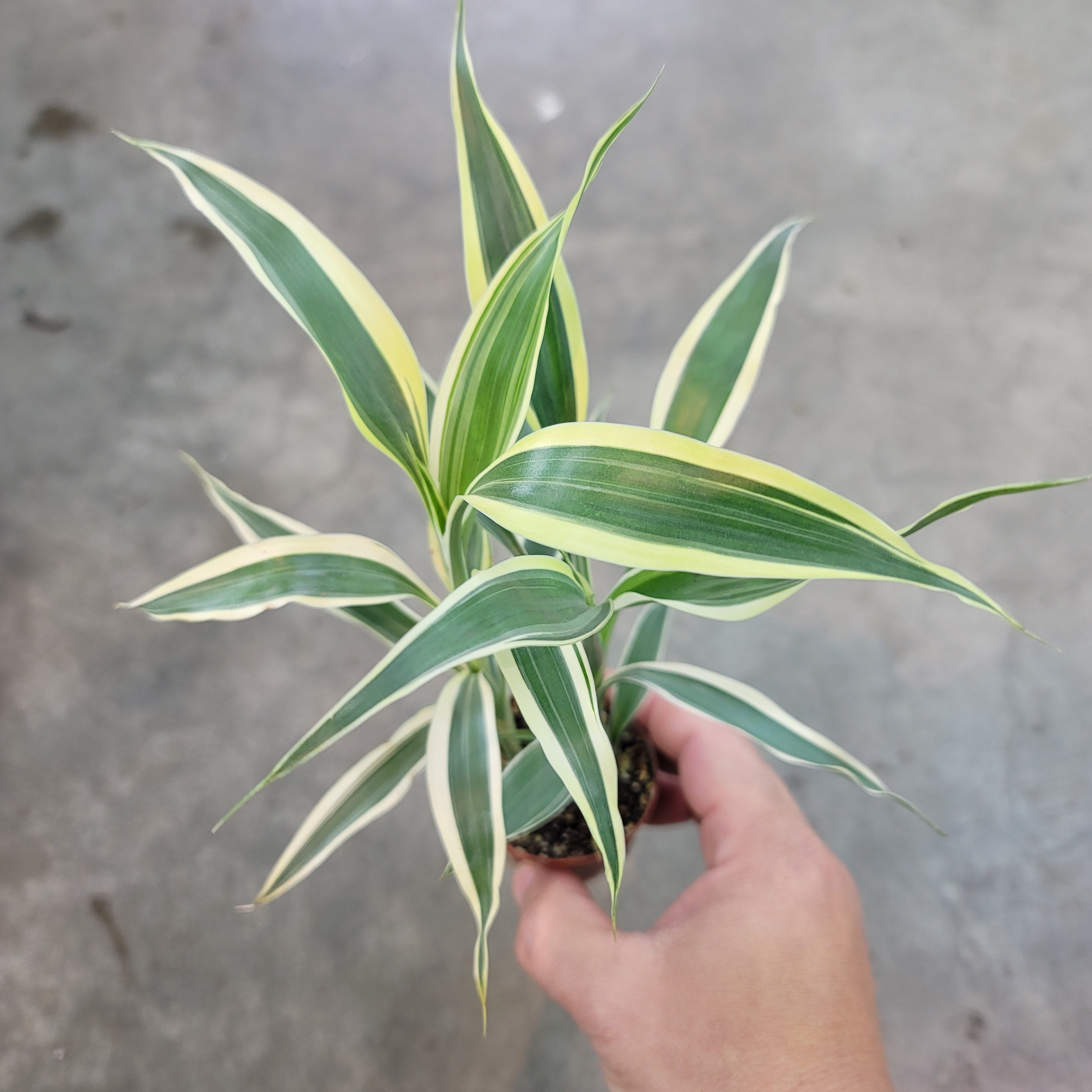 Dracaena sanderiana - ceramic pot (2