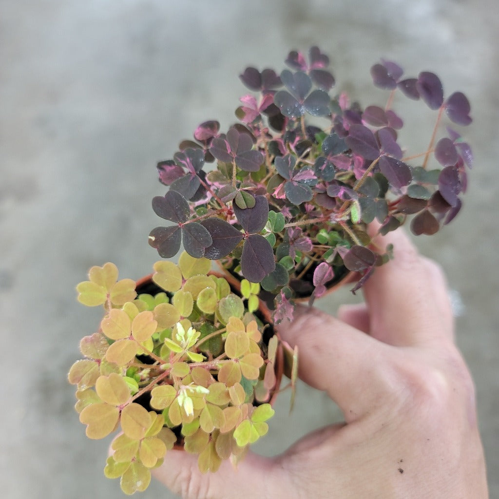 Oxalis assorted - 2