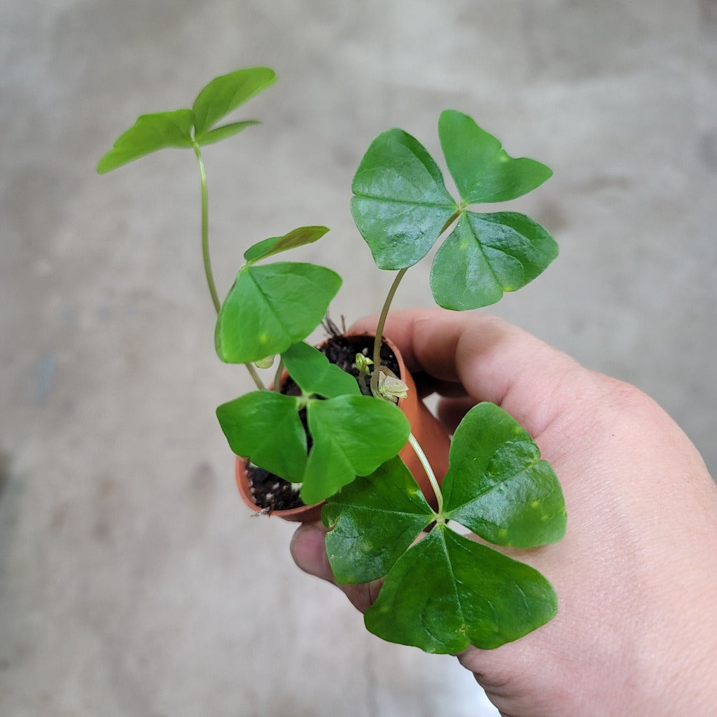 SMALL PLANTS - Oxalis Regnellii - 2"
