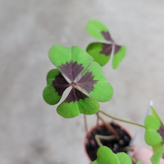 SMALL PLANTS - Oxalis Tetraphylla 'Iron Cross' - 2"