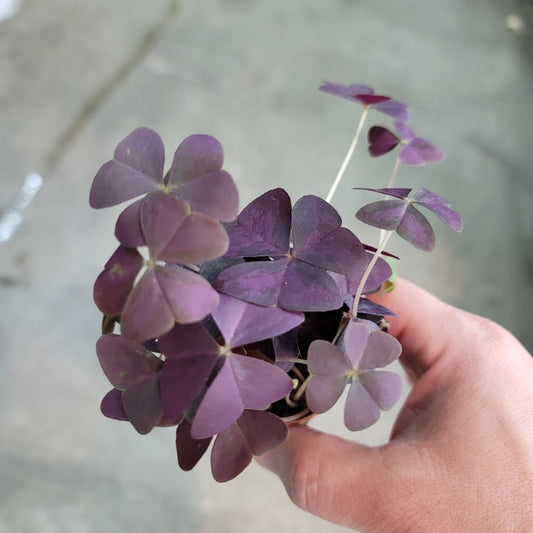 SMALL PLANTS - Oxalis Triangularis - 2"