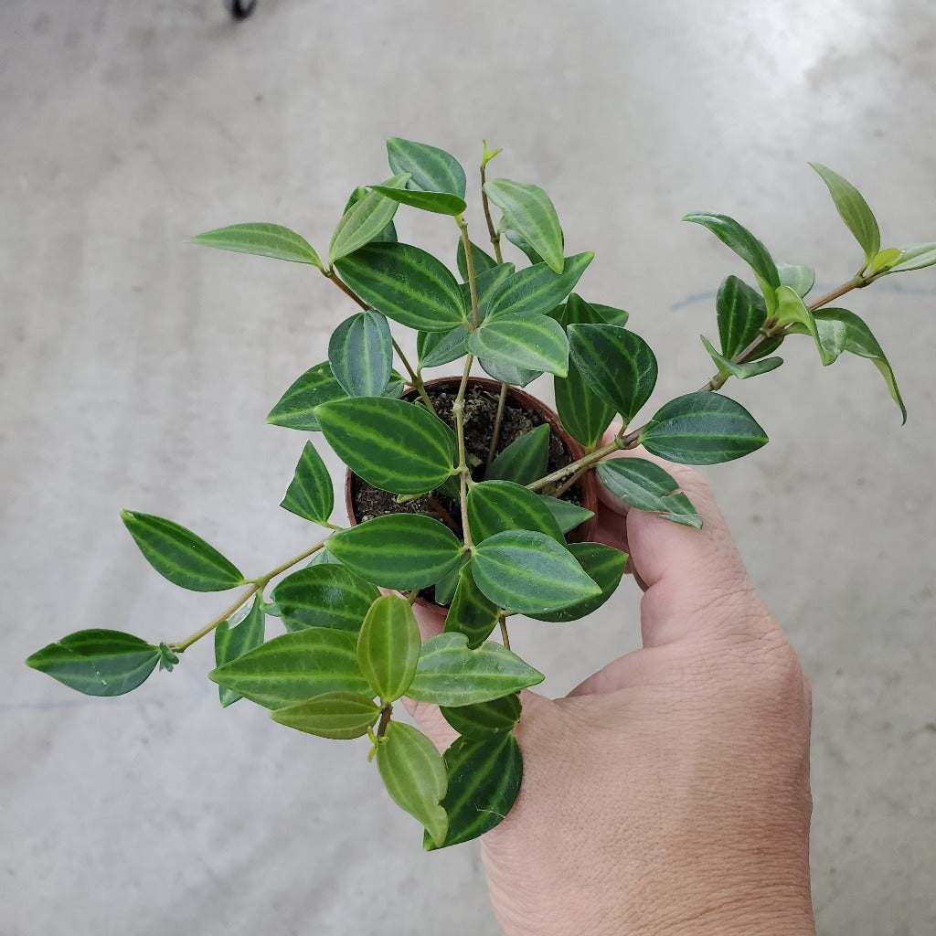SMALL PLANTS - Peperomia Angulata - 2"