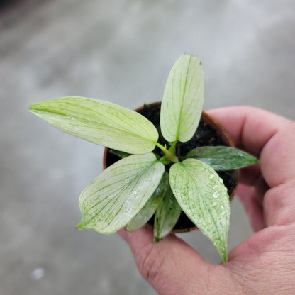 SMALL PLANTS - Philodendron Florida Ghost Mint - 2."