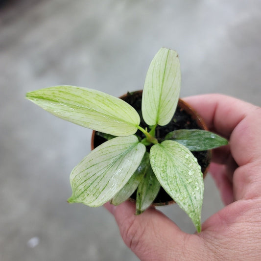SMALL PLANTS - Philodendron Florida Ghost Mint - 2."