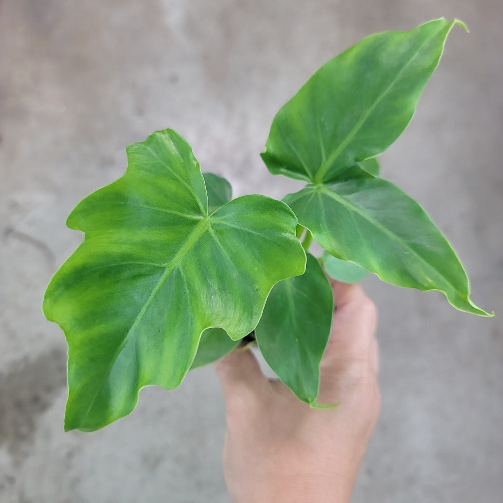 Philodendron mayoi 'Tahiti' - 2