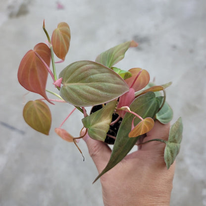 SMALL PLANTS - Philodendron Micans - 2"