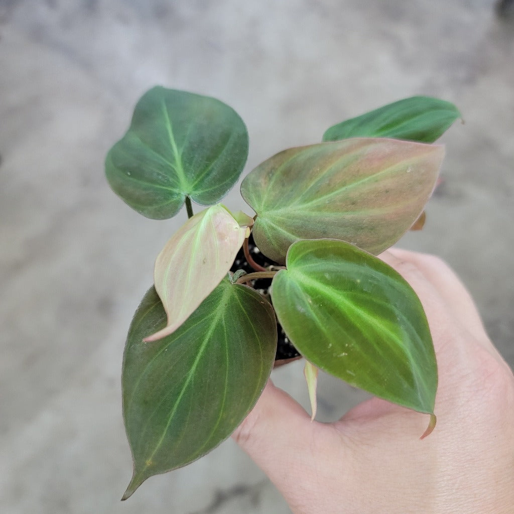 SMALL PLANTS - Philodendron Micans - 2"