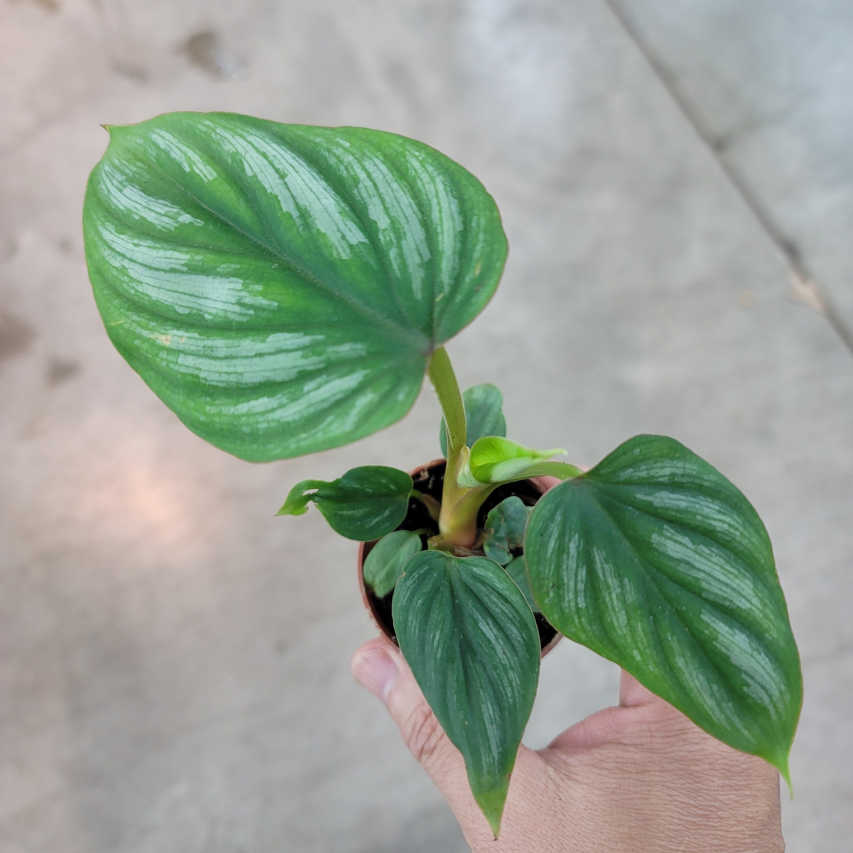 Philodendron plowmanii - 2