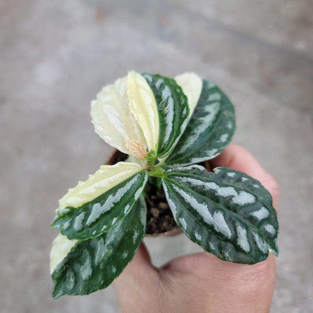 Pilea cadierei 'Variegata' - 2