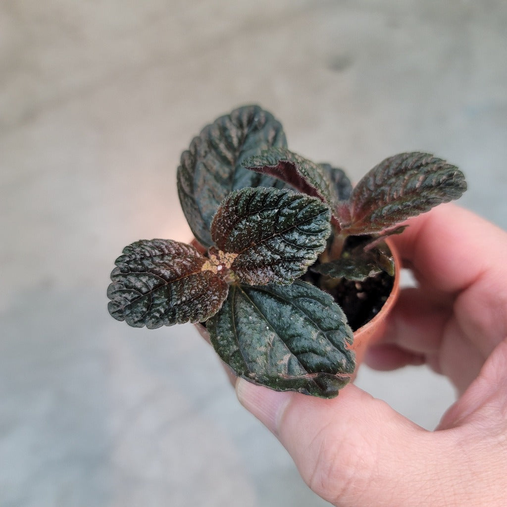 Pilea depressa 'Chocolate' - 2