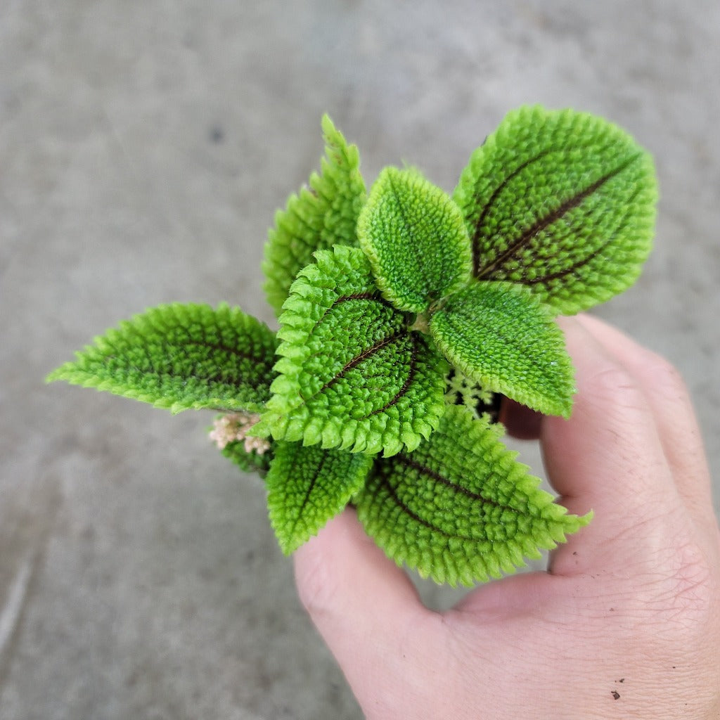 Pilea moon valley - 2