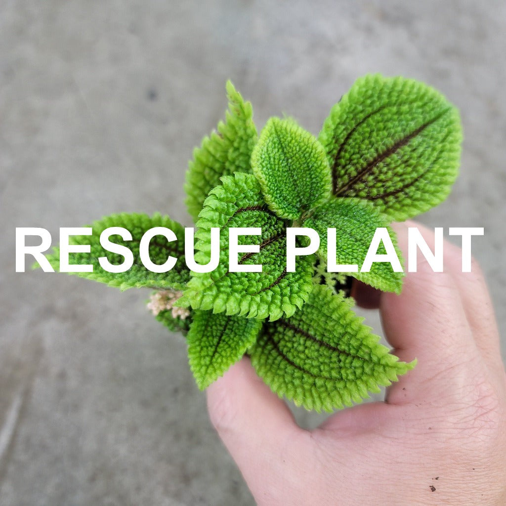 Pilea moon valley - 2" (rescue)