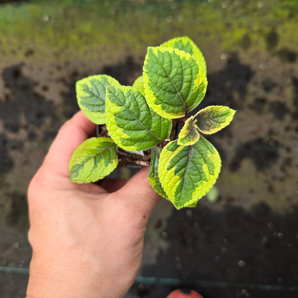 Plectranthus 'Guacamole' - 2