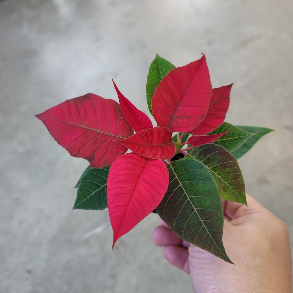 Poinsettia - 2